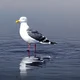 Seagull