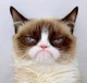 Grumpy cat