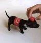 Mini coca cola dog