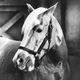 Mister Ed