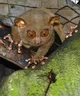 Tarsier