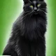 Ravenpaw