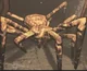 Bunker Spider