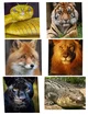 Animals 