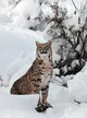 Bobcat