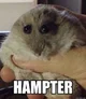 Hampter