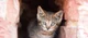 Stray kitten