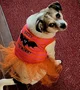 Halloween w dog