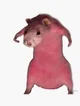 Rat