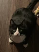 Tinky the cat