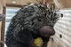 Kenzo the Porcupine 