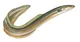 American Eel
