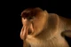 proboscis monkey