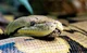 Reticulated python