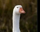 Goose