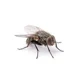 My pet fly