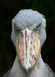 Shoebill Stork