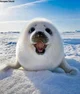 seal