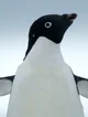Adélie penguin