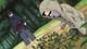 Torune y shino