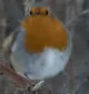 Fat Robin Borb