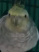 Birb