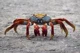 Crab