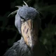 Shoebill