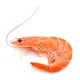 Shrimp