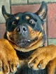 Rocco Rottweiler 