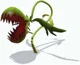 Insectivorous Plant