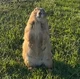 Prairie dog