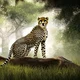 Cheetah