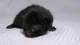 Newborn Black Kitten