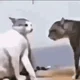Cat fight