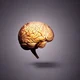 Brain 