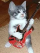 Guitar kitty