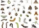 Insects School