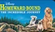 Homeward Bound