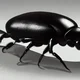 A beetle