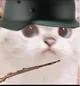 Cat in the war