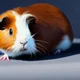 Guinea Piggy
