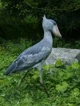 A shoebill