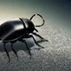 A beetle