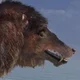 Andrewsarchus