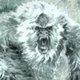 Yeti