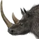 Woolly Rhinoceros