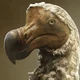 Dodo