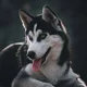 Husky yandere