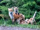 Red Foxes